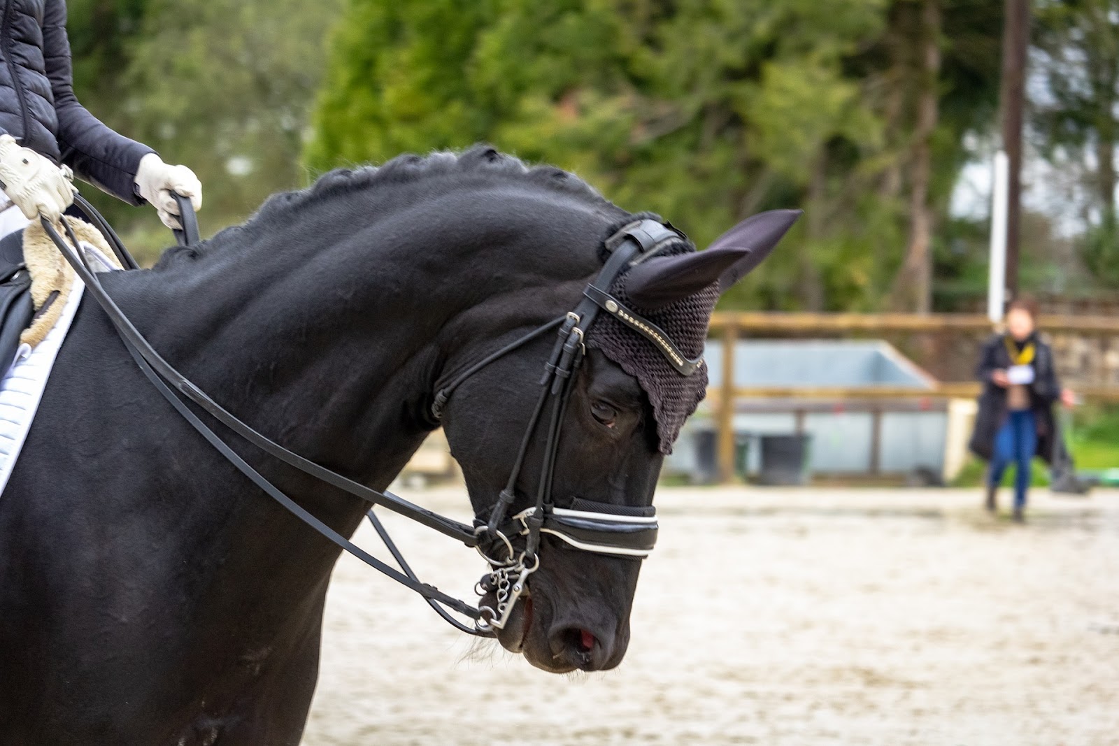 black warmblood in dressage tack collects with a half halt