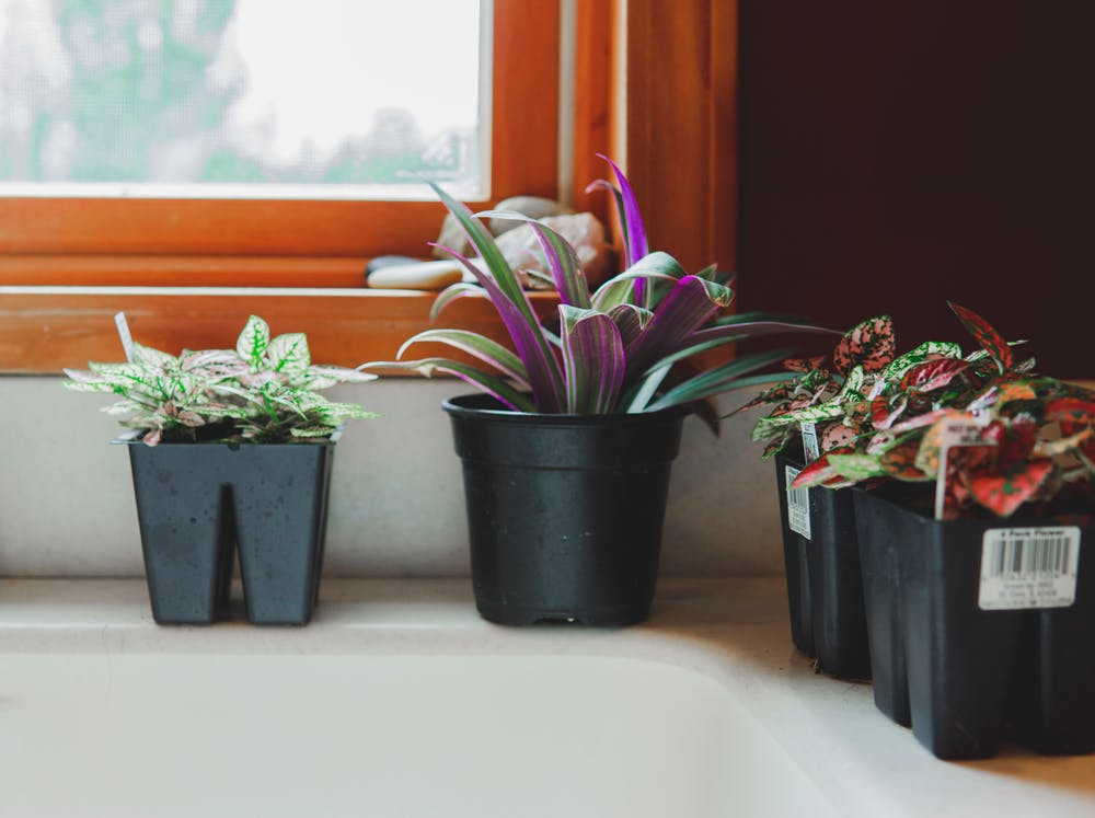 4 petites plantes en pot au bord d'un évier