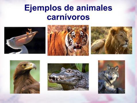 Resultado de imagen para imagen de animales carnivoros