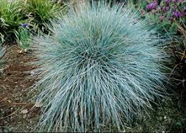 Elijah Blue Fescue - Festuca glauca 'Elijah Blue' - PNW Plants