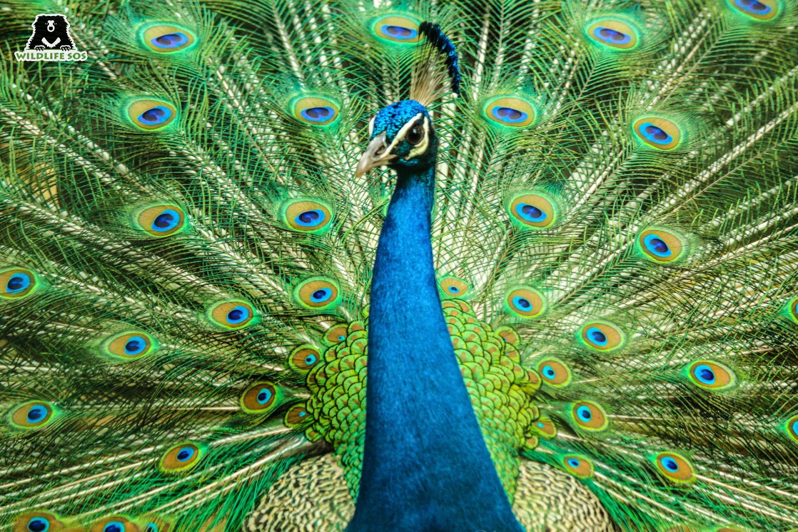 Know All About The Extravagant Peafowl! - Wildlife SOS