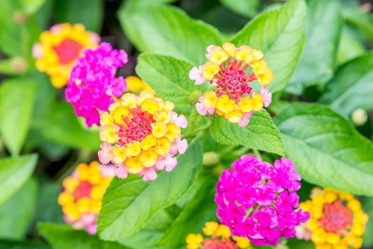 Lantana (Lantana camara)