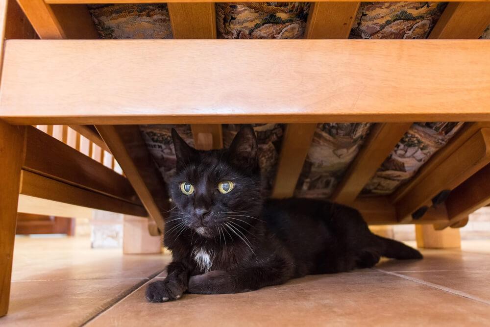 black cat feels secure under a bed
