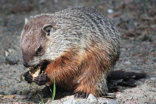 Do Groundhogs eat Tomatoes? (5+ Ways to keep them out of your Garden)