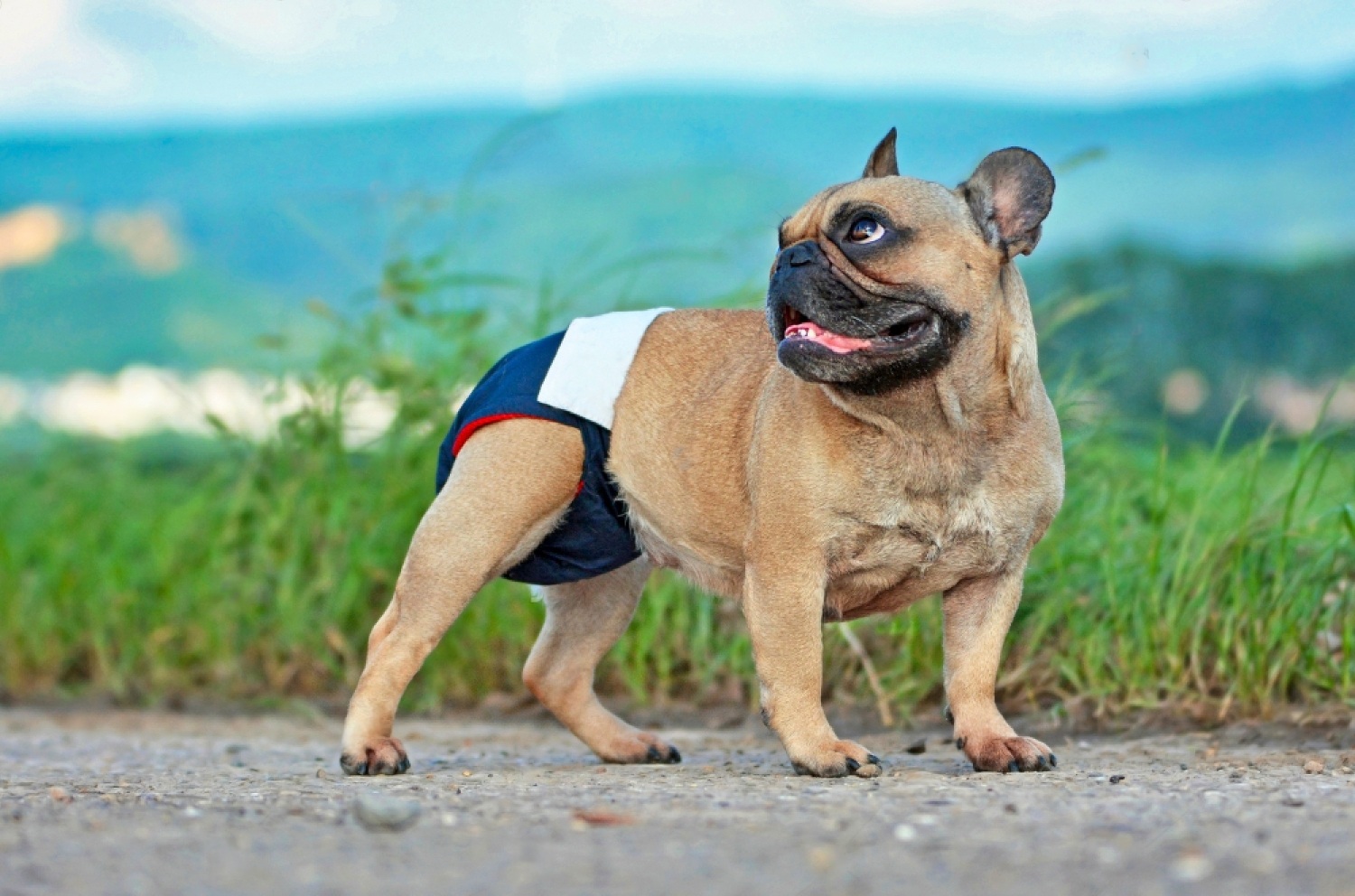 Common Behaviors of A Female Dog in Heat: Guide To Know When Your Dog Is in Heat 4 RIps1KmnypOt0CjDECK8 YxjLzC9yHxThWvdTxM84G2RfGlbWKzpHI82wOOyYd FY3Axlhr0HwBia53Q4kDg0ATKXmFqeo5AQdG2 EWhJnbHPIm747E5IVDeZ uoNgZBuBH kEsDo78zROC Ezo0 w