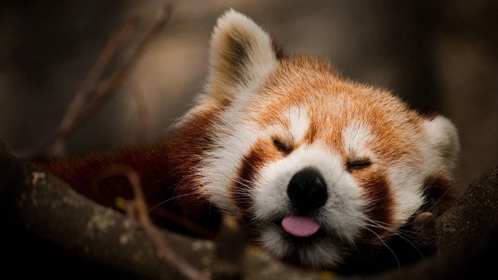 Red Panda