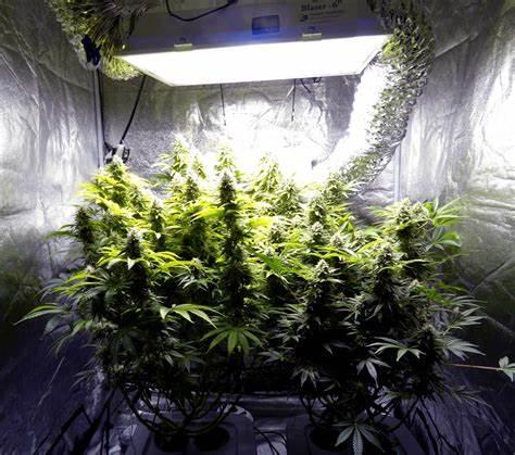 Ways to lower Humidity in Grow Tent or Grow Room