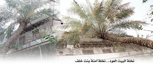 نخلة البيت العود