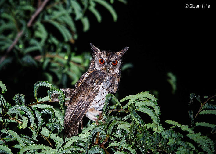 Mollucan Scops Owl from Nisa Wawi, Bima, Sumbawa island
