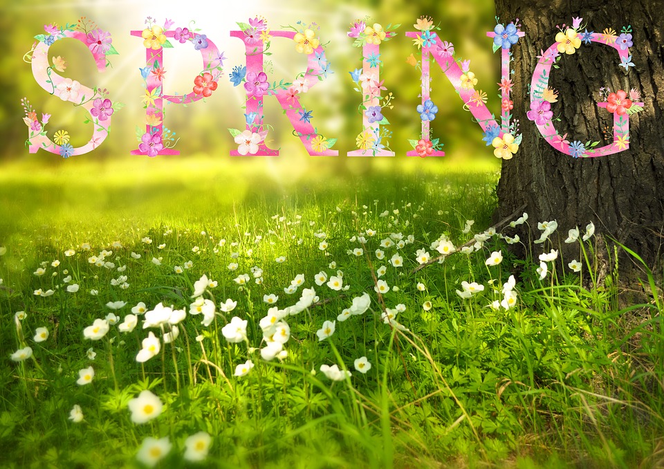 Spring, Flowers, Sun, Sunny, ...