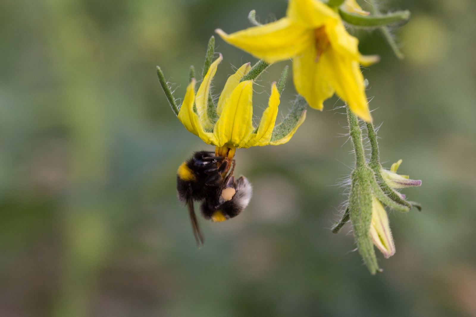 The Role of Pollinators