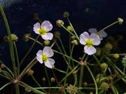 lesser water plantain flowers