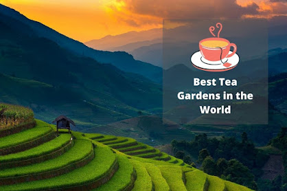 Tea Gardens