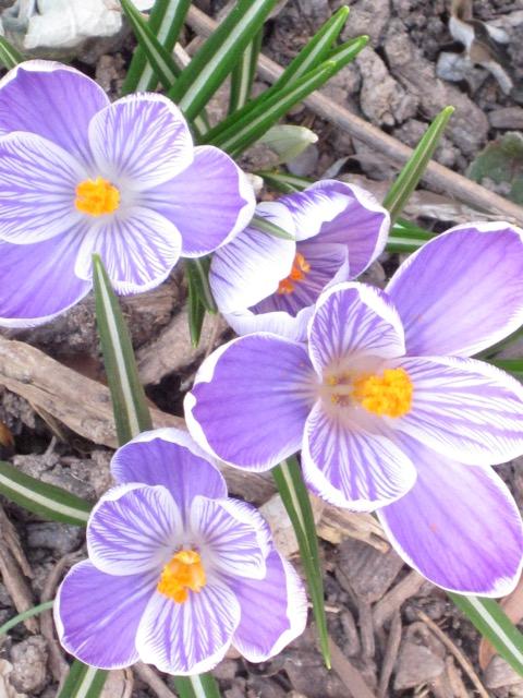 crocus 