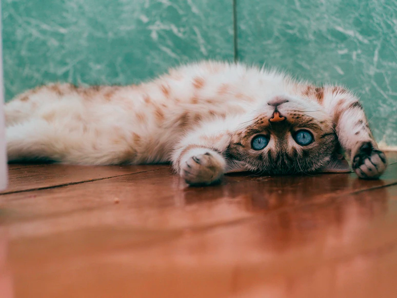 A blue-eyed cat lying upside down on the floor.
