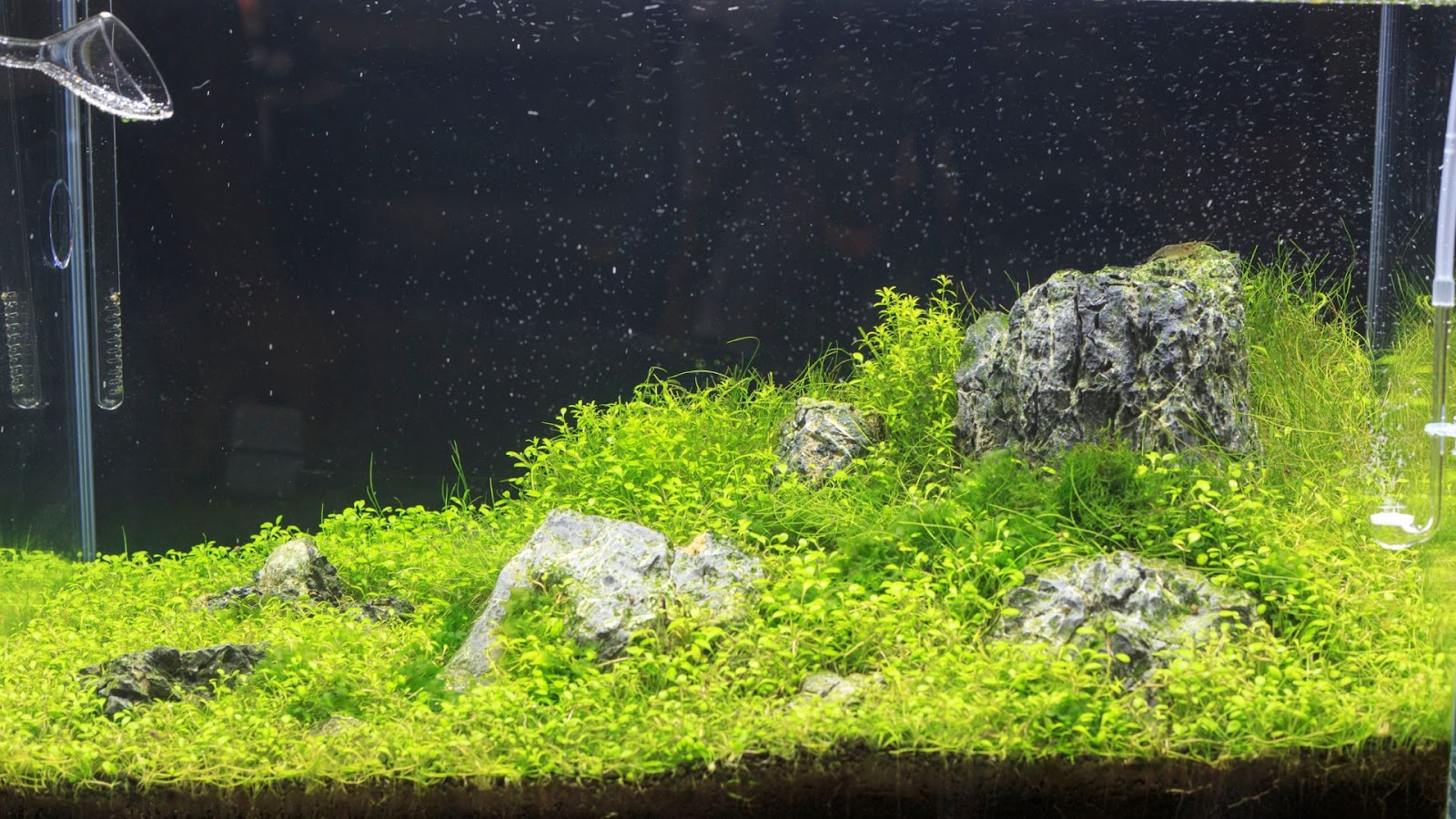 Moss Aquarium Plant — Buce Plant