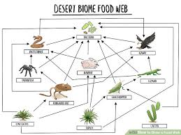 Image result for food web