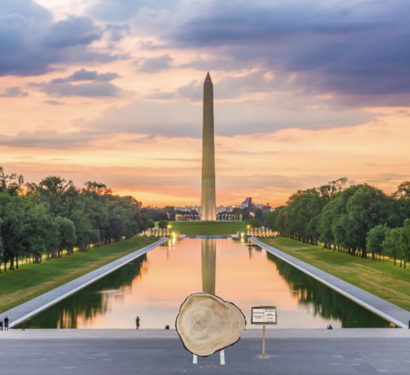 Digital rendering of DENDROFEMONOLOGY: The Feminist History Tree Ring on National Mall, courtesy of Let it Ripple