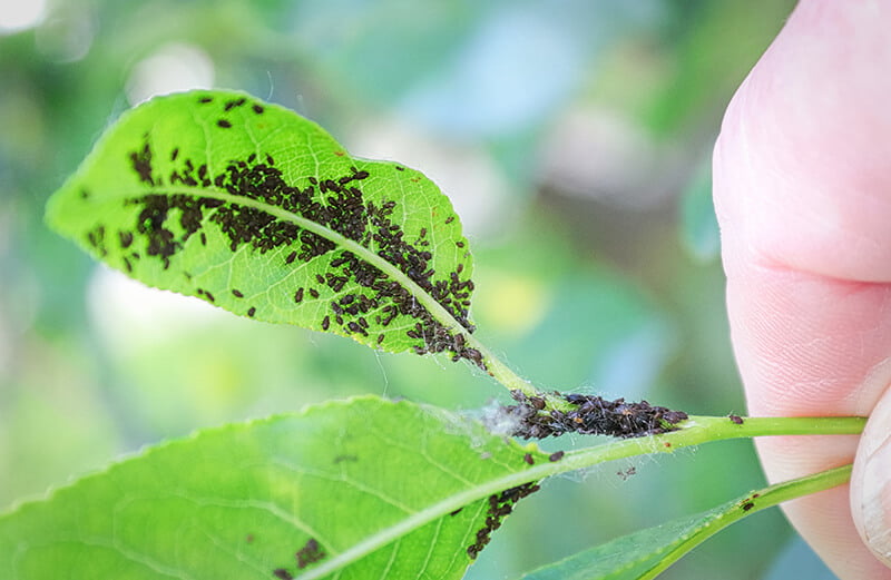 Prune the infested leaves
