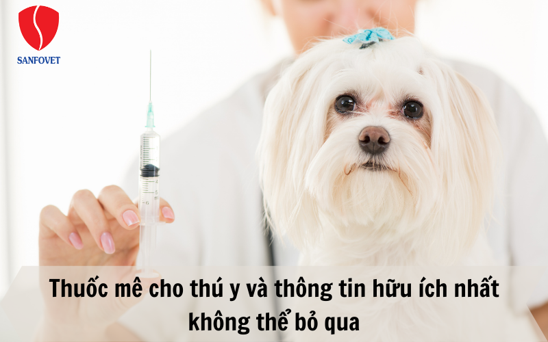 Thuốc mê cho thú y và thông tin hữu ích nhất không thể bỏ qua