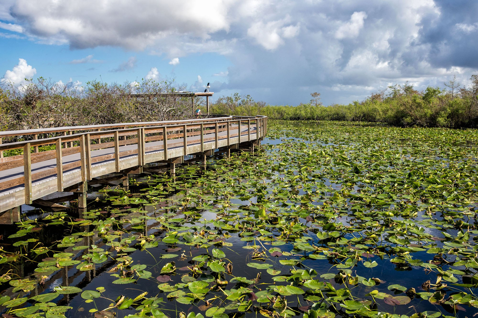 Everglades National Park In Miami