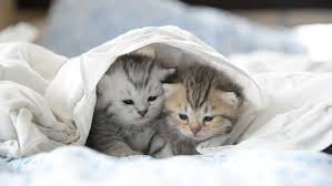 Why do Cats Burrow under Blankets