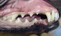 Occlusion of permanent teeth in dogs
