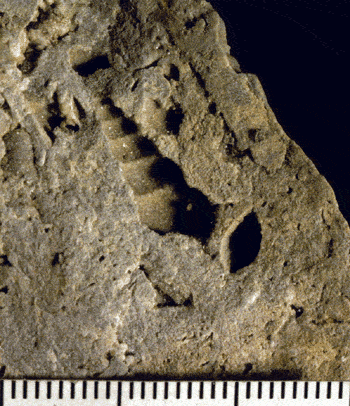 mold turritella