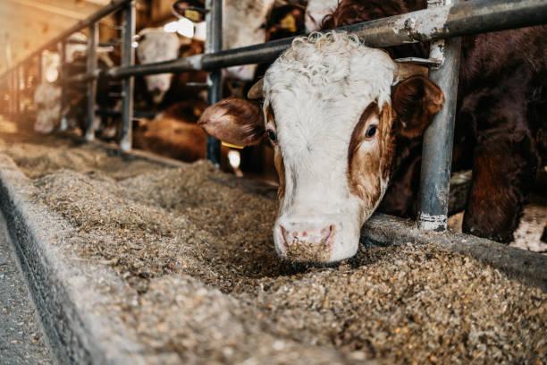 Close up of calves on animal farm eating food. Meat industry concept. Modern farm cowshed with cows eating hay. Agriculture industry and farming concept. calves feeding stock pictures, royalty-free photos & images