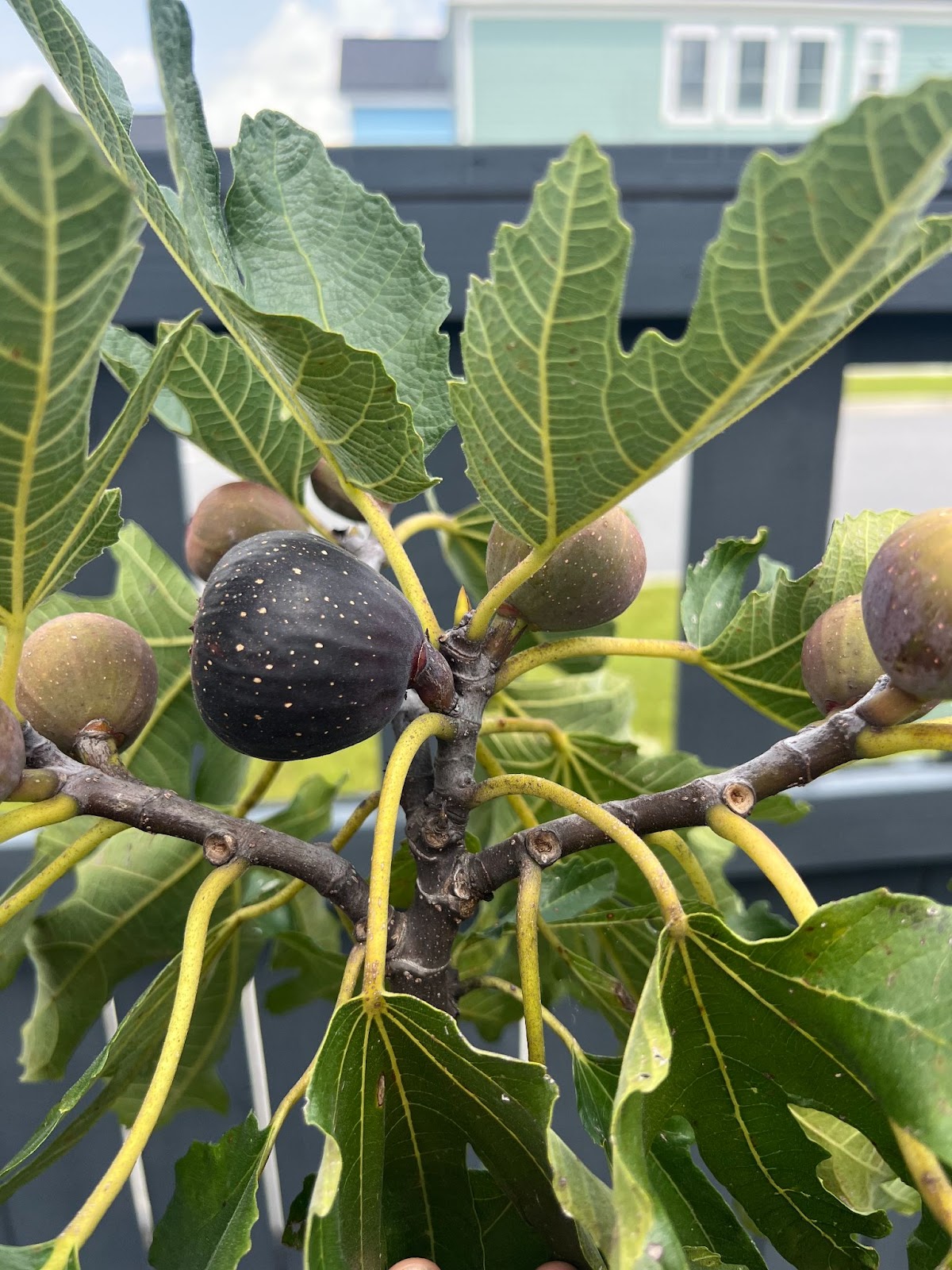 close up of fig on a tree