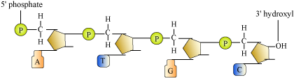MOLECULAR BASIS OF INHERITANCE