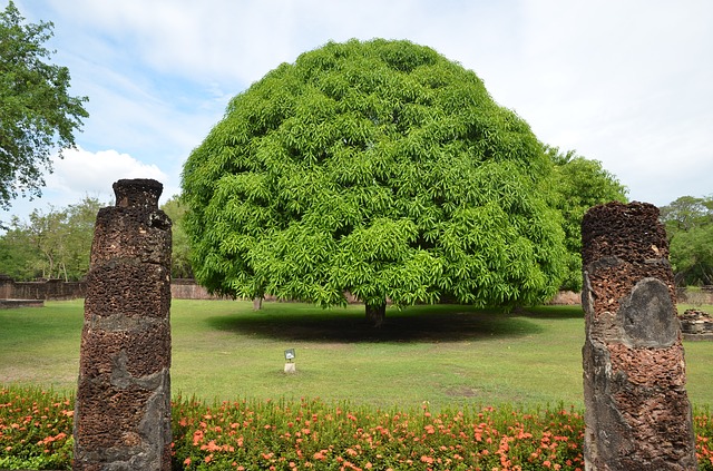 trees name in hindi