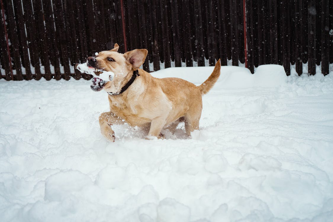 Two dogs playing in the snow

Description automatically generated