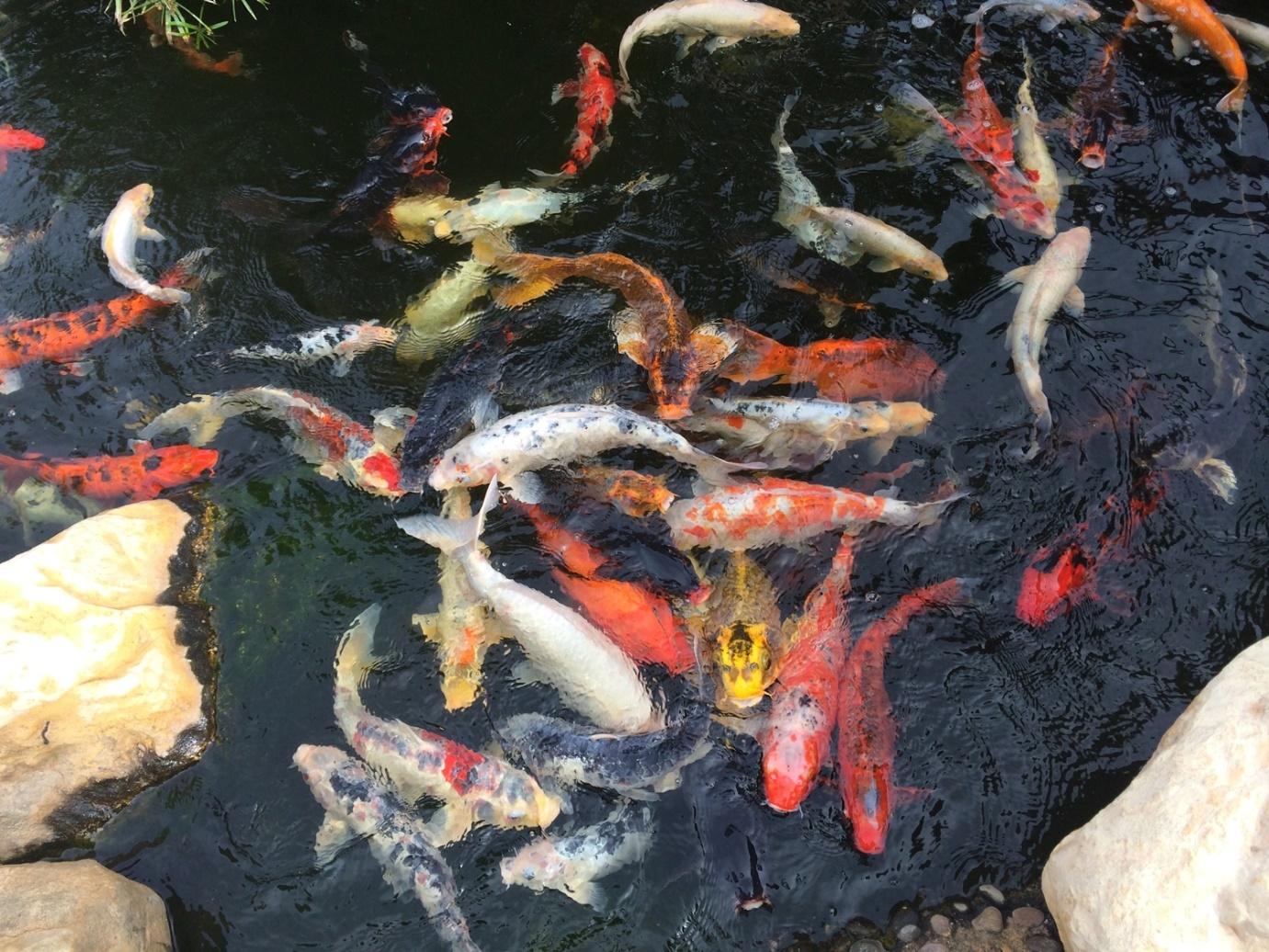 Dari Sumur Hingga Kolam Begini Cara Menjernihkan Air Yang Mudah