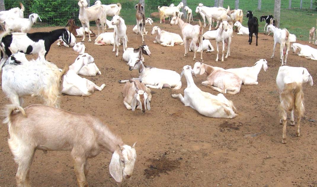 Goat Business Plan Sample / Starting Goat Farming Business In South