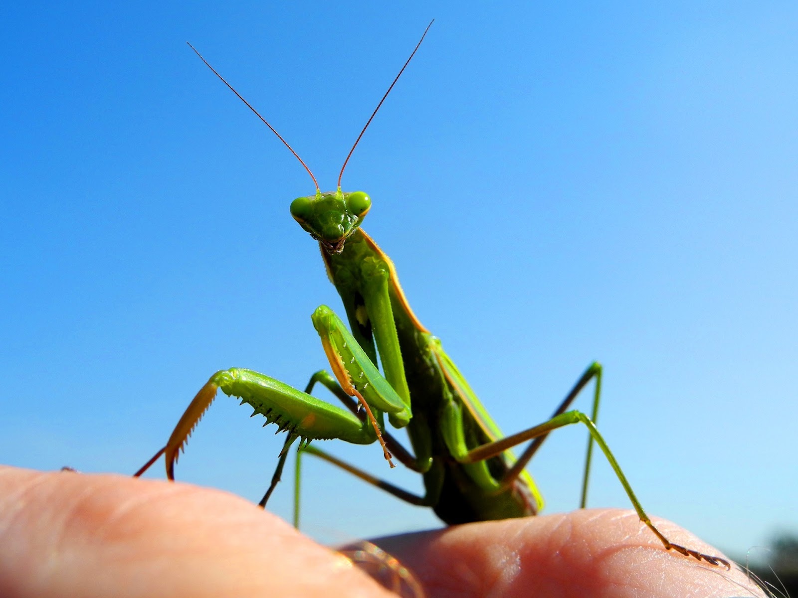 Praying mantis