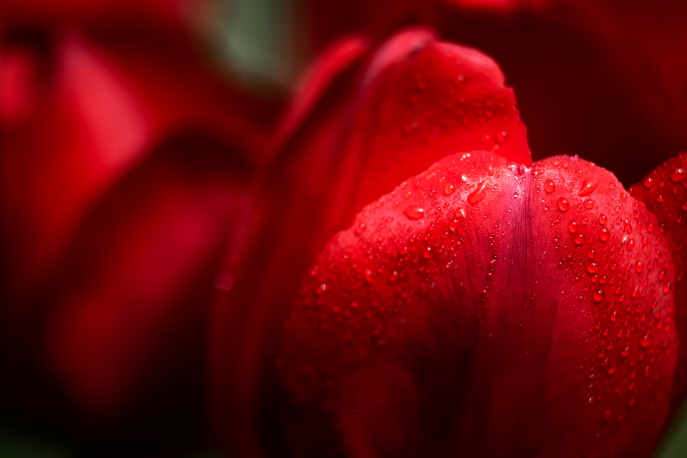 Ce înseamnă când visezi flori roșii?