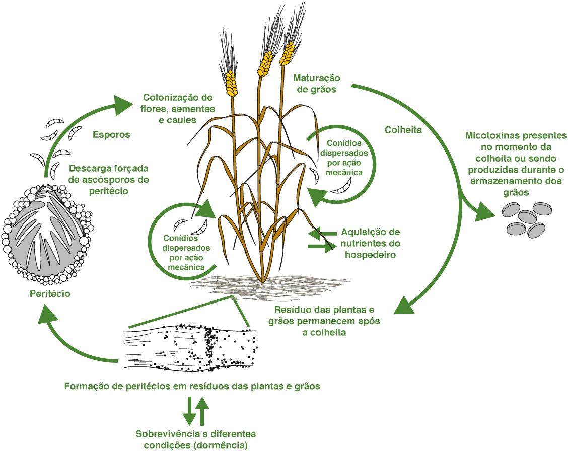 Esquema da produção de micotoxinas em grãos 