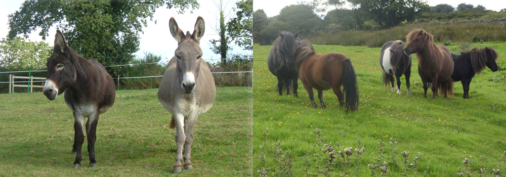 Meet the donkeys of Tamar Valley Donkey Park or the miniature ponies at the Miniature Pony Center. 