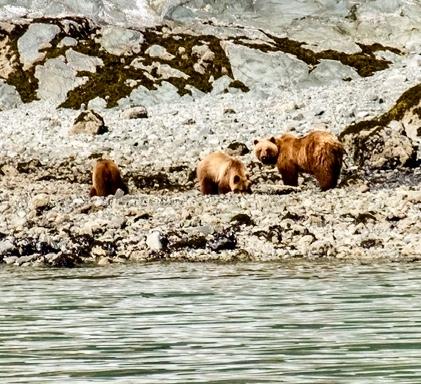 Mama Brown Bear and Two Cubs 