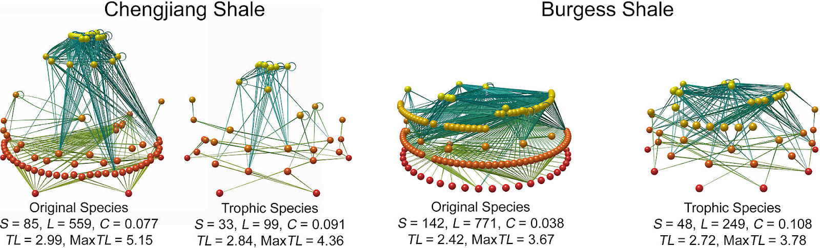 On the left, a diagram shows the original species of the Chengjiang Shale as a conical shape made with two red dots leading to a wide base of red dots, a scattered middle of orange dots and a point of yellow dots, all interconnected to show species interactions. To the right, a simplified diagram shows trophic species, which appear closer together and more scattered with fewer, simpler connections. For the original 85 species, there are 559 trophic links, a connectance of 0.077, 2.99 trophic levels, and a maximum trophic level of 5.15. For the 33 trophic species, there are 99 trophic links, a connectance of 0.091, 2.84 trophic levels, and a maximum trophic level of 4.36. The two diagrams to the far right show the same types of diagrams for Burgess Shale. The 142 original species, with 771 trophic links, a connectance of 0.038, 2.42 trophic levels, and a maximum trophic level of 3.67, are nearly evenly distributed into red, orange, and yellow layers with a few light orange species between the yellow and orange layers. The 48 trophic species with 249 trophic links, a connectance of 0.108, 2.72 trophic levels, and a maximum trophic level of 3.78, again shows the yellow dots closer to each other and fewer in number. The red and orange dots are more scattered as well, with more interconnectedness than the trophic species of Chengjiang Shale.