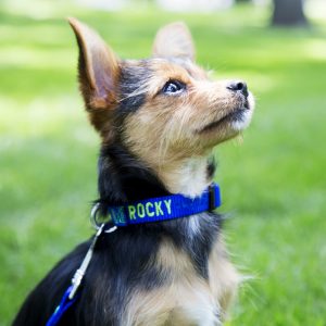 Custom Embroidered Nylon Collar for Small Dogs