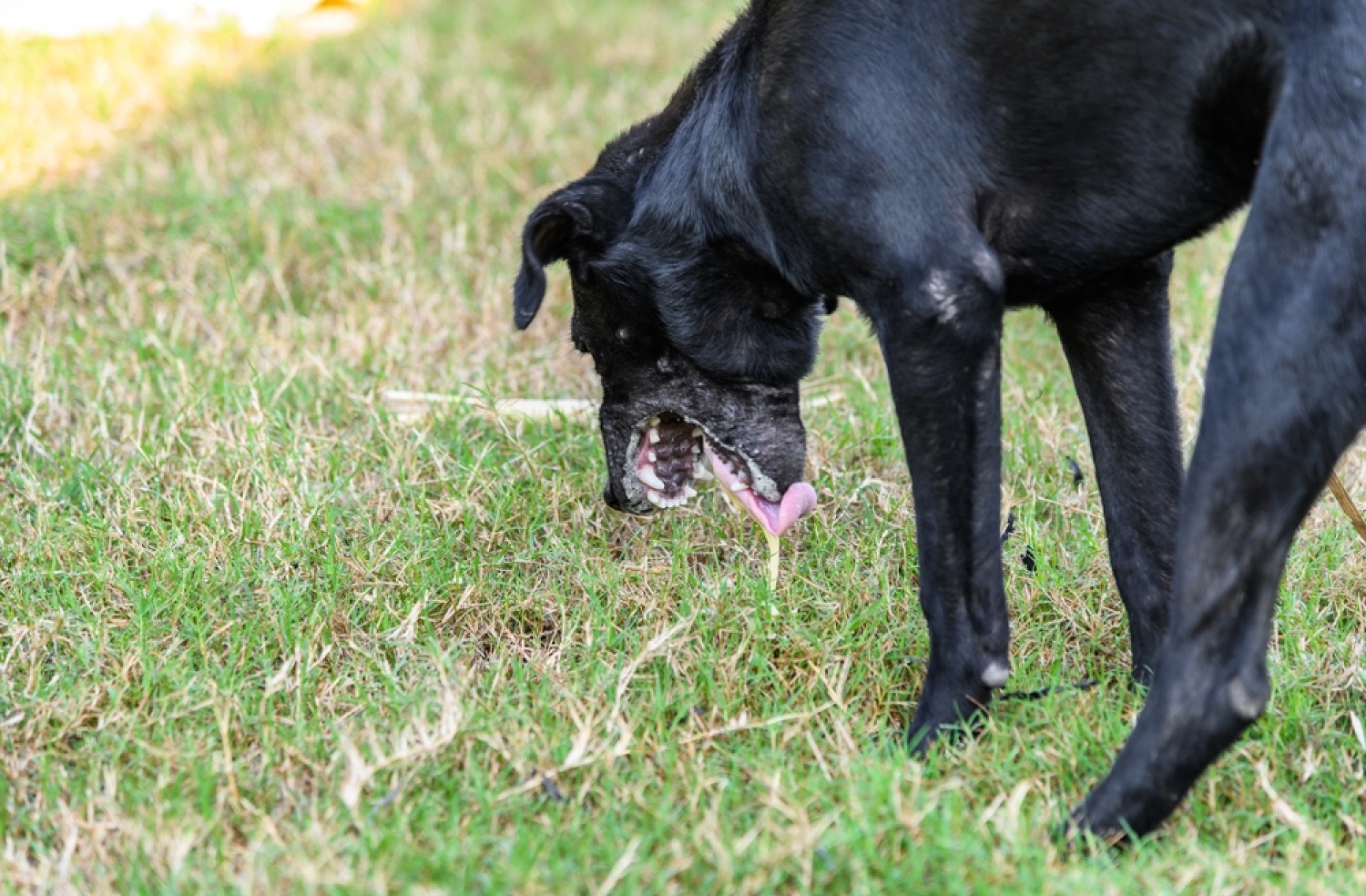 Dog Vomiting White Foam And Died 3 RtXailLToEUBOrM06R58fxyXFSiYL2bN7lOZuqYPoZu mXfTFcY70g7uhUlfGZJ 3vj8TqKqTHa1VgcUUi48AhAqeAySNWOfqnunU7fwFb0RP5FYiM7TKtlazw GulRqKpCkcuycMB XjjfPaHXhogc