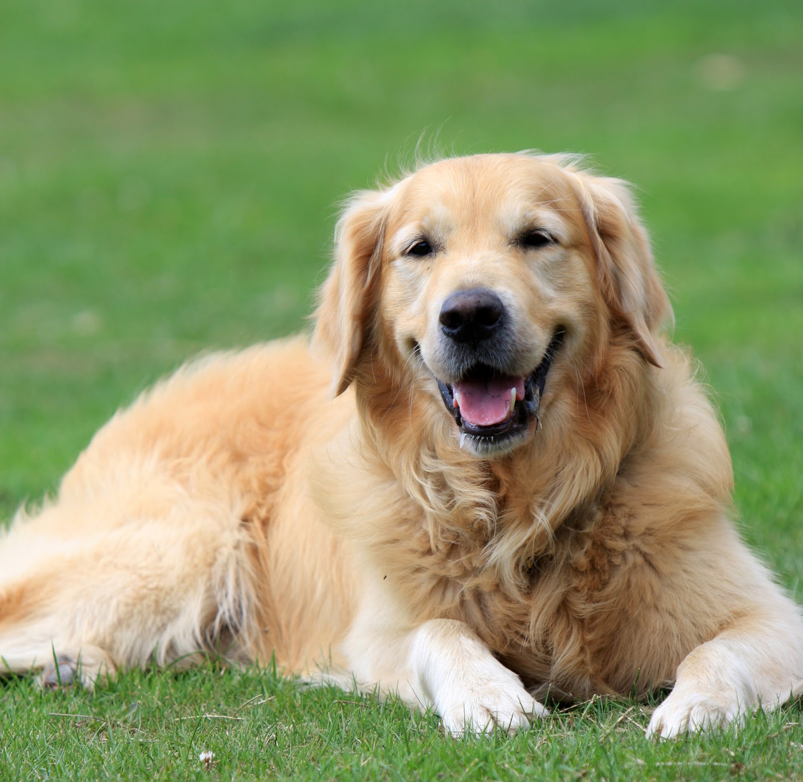 ... Golden Retriever Dog ...