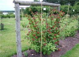 wine berry in frame 