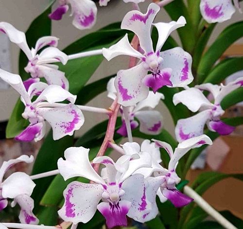 Květy orchideje Vanda luzonica. 