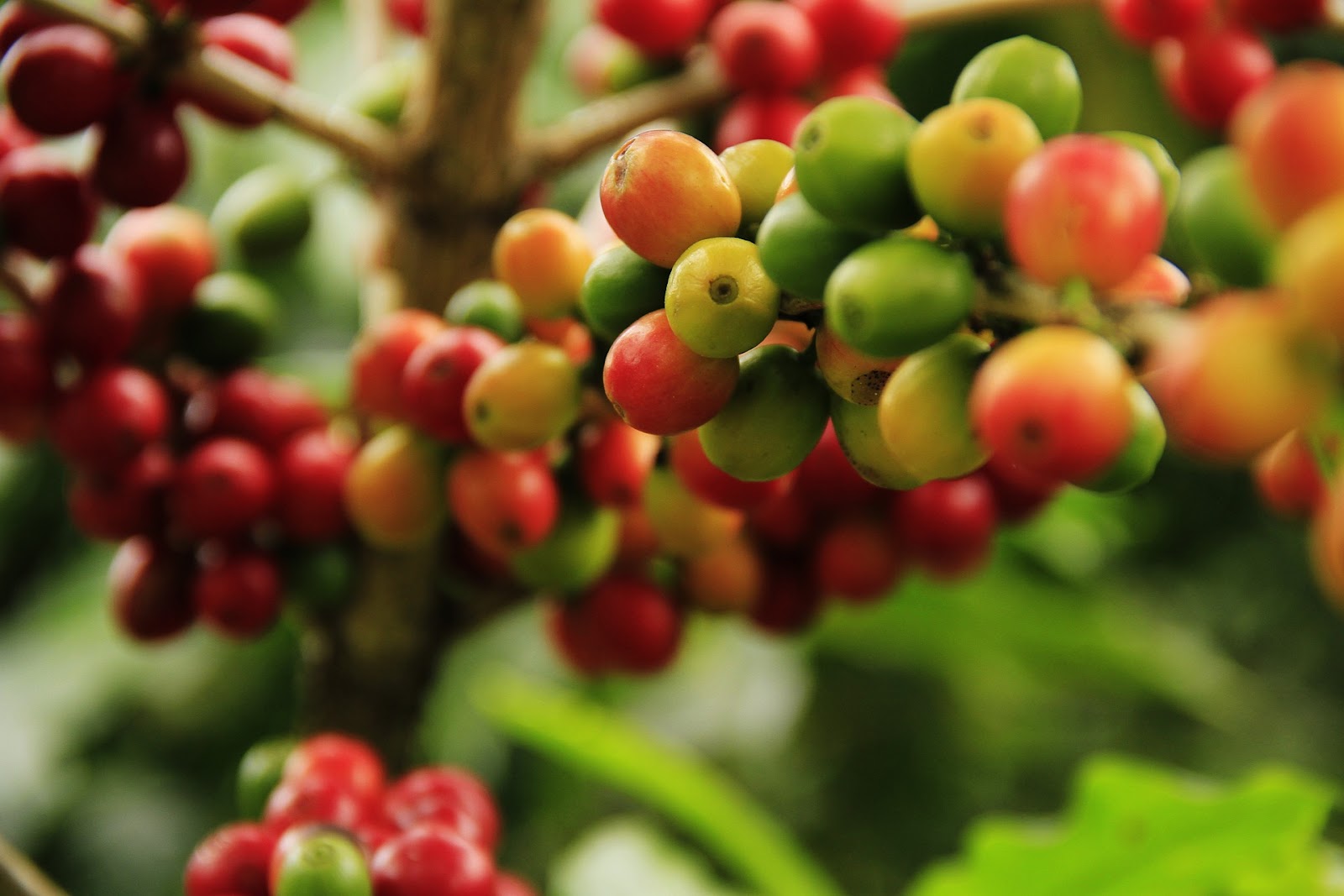 Coffee plantation, coffee bean