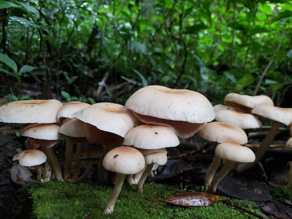 Wild mushrooms, Monteverde