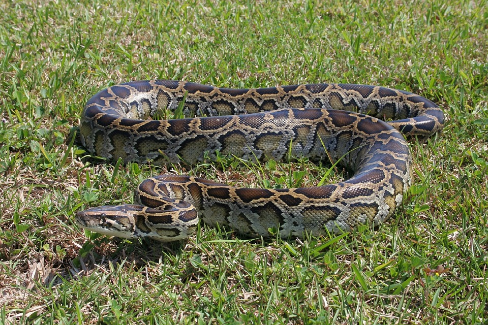 Free photo: Burmese Python, Snake, Ground - Free Image on Pixabay ...