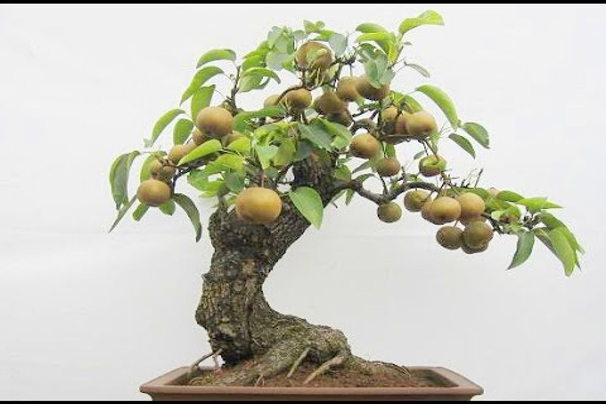 15 Beautiful Bonsai Fruit Trees